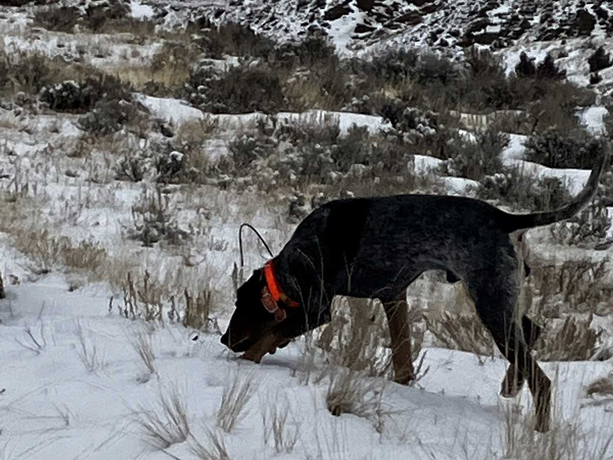region-c-deer-hunting-outfitter-wyoming