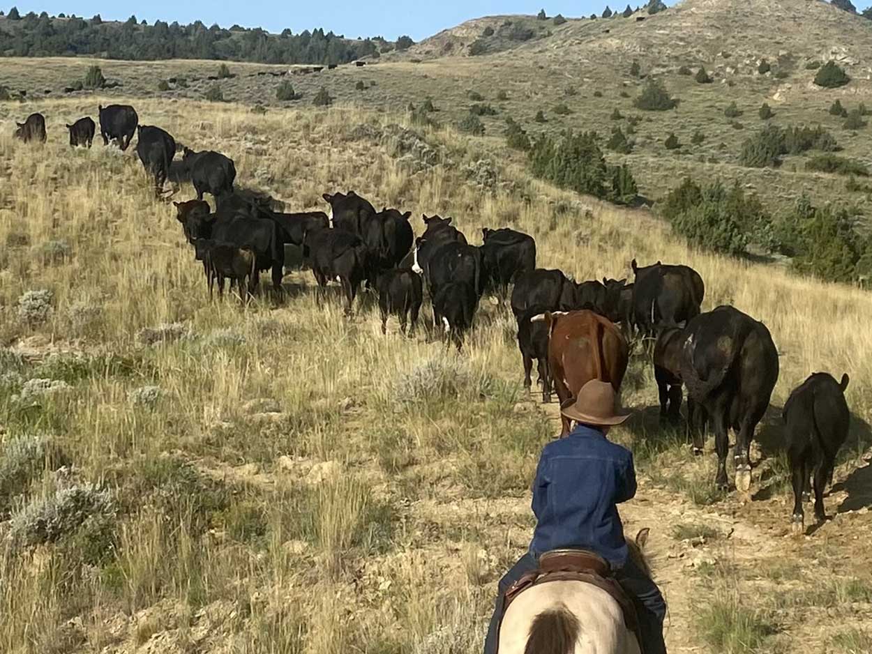 wildhorse-outfitters-ne-wyoming-elk-hunting-outfitter